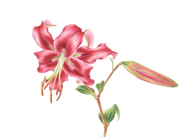 Lilium x hybrida 'Crimson Glory'