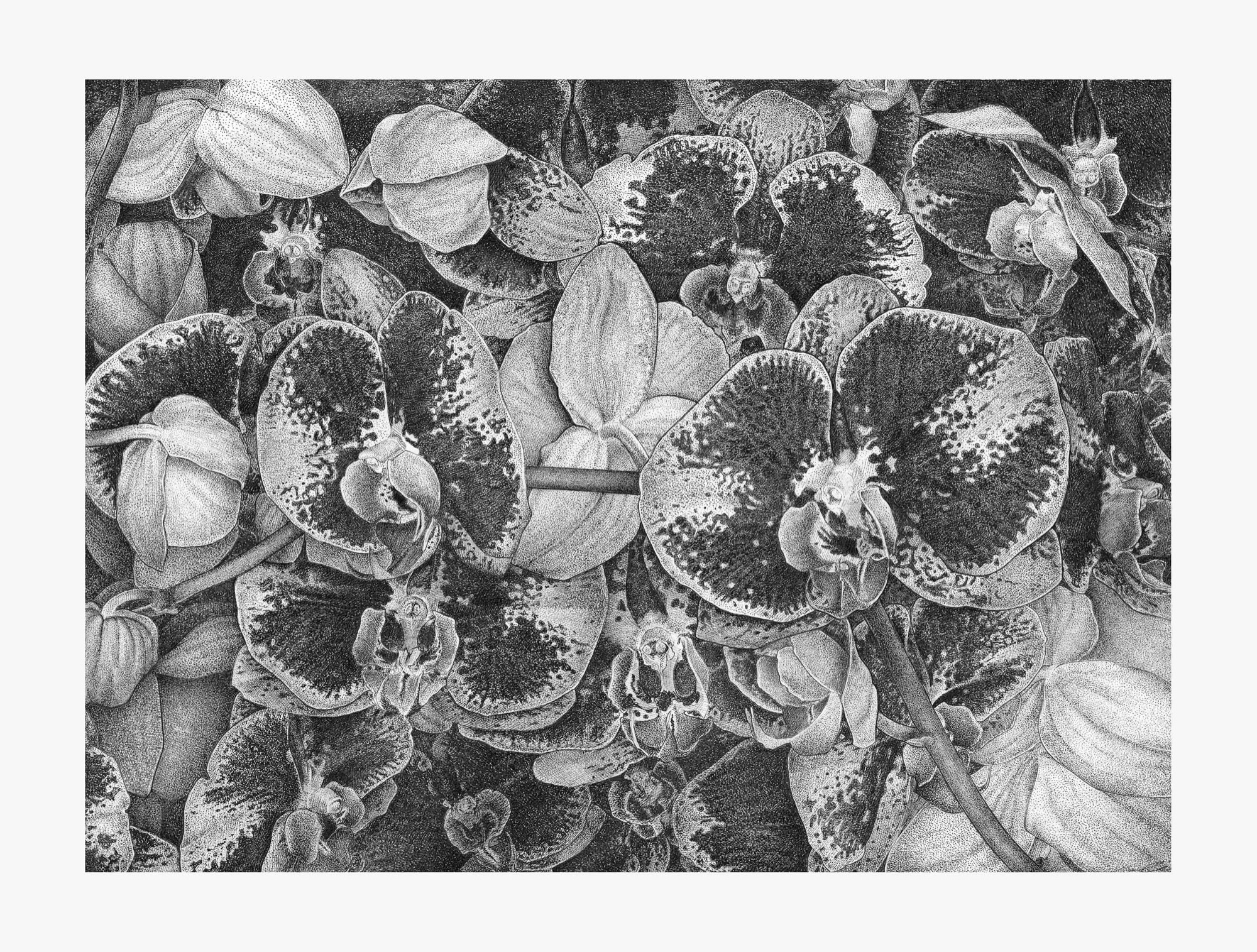 Moth Orchids