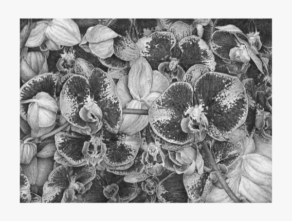 Moth Orchids