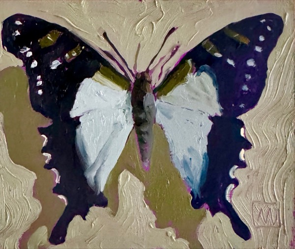 Macleay's Swallowtail 1