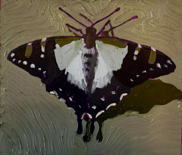 Macleay's Swallowtail 2