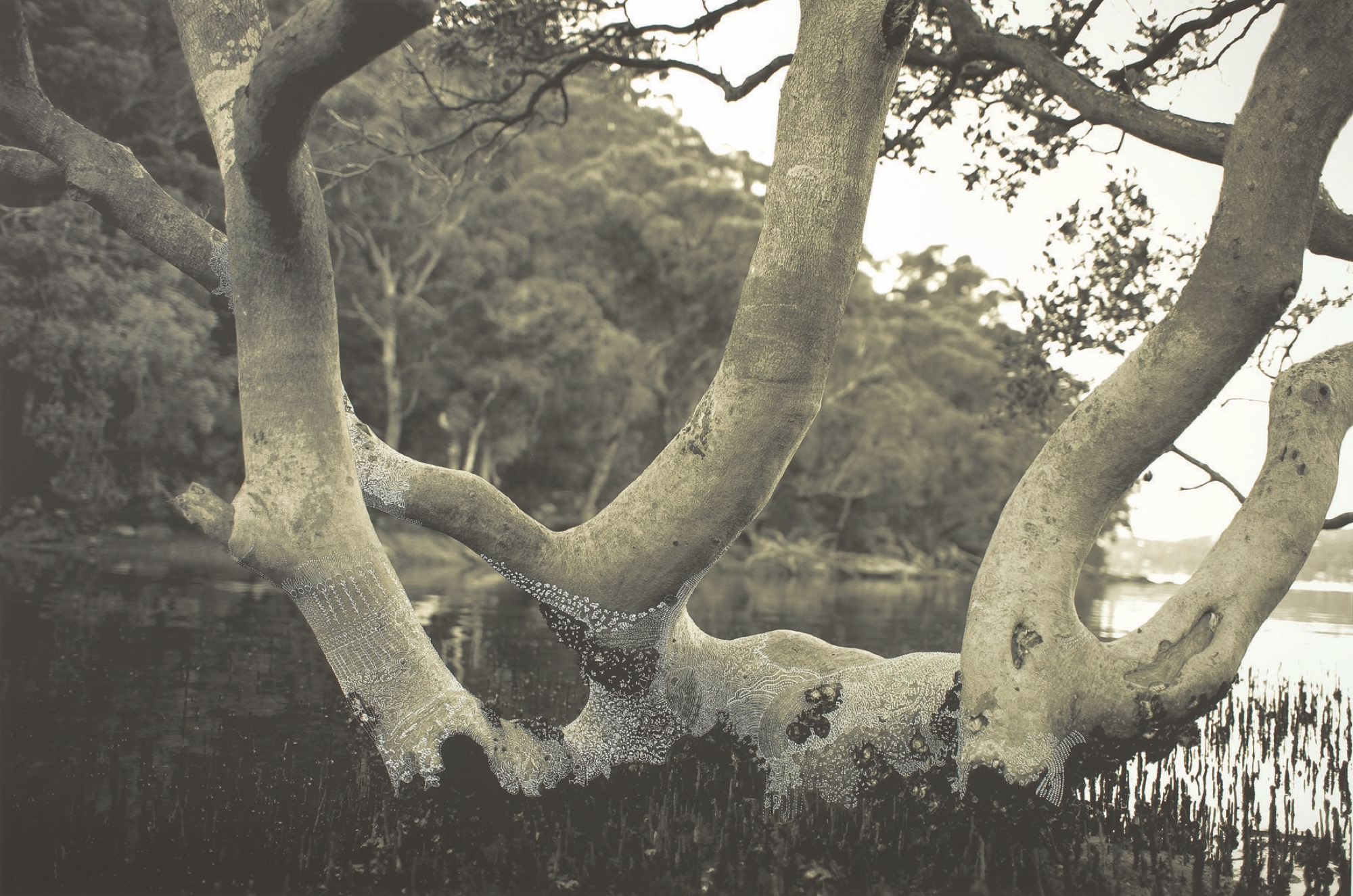 Mangrove Tree - Summer