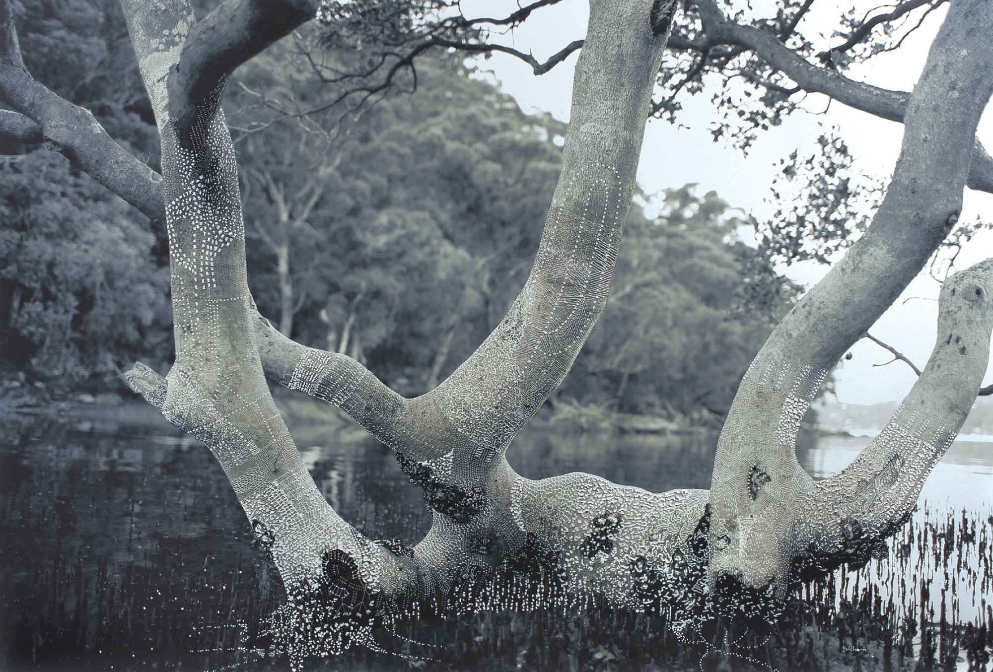 Mangrove Tree - Summer