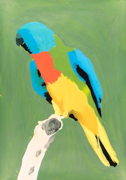 Turquoise Parrot