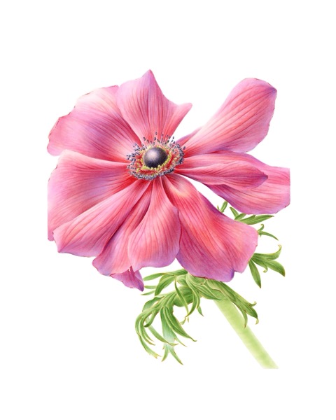 Anemone
(Anemone x Hybrida)