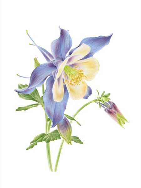 Aquilegia
(Aquilegia coerula)