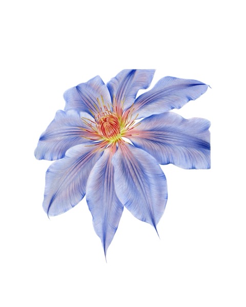 Clematis
(Clematis x Hybrida)
