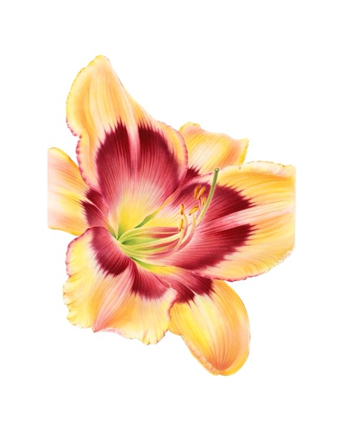 Lily II
(Hemerocallis x Hybrida)