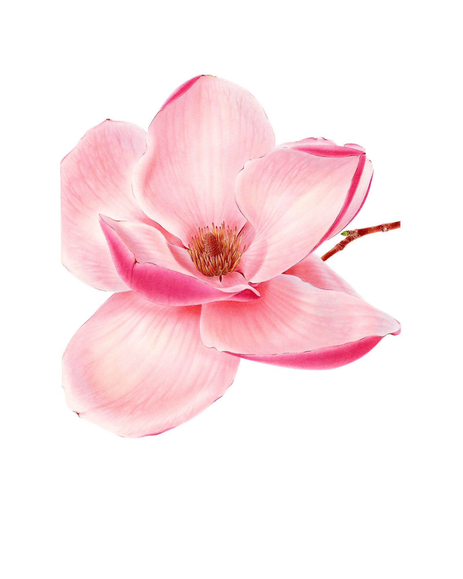 Magnolia
(Magnolia Lolanthe)