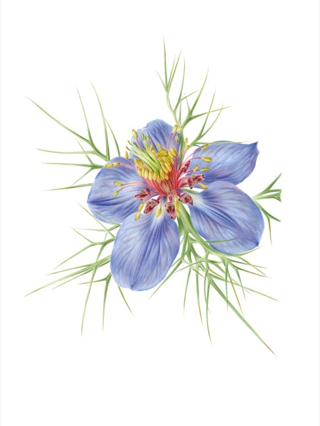 Nigella
(nigella Damascena)