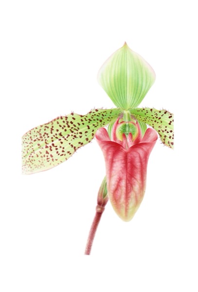 Orchid I
(Paphiopedilum x Sukhakulii)