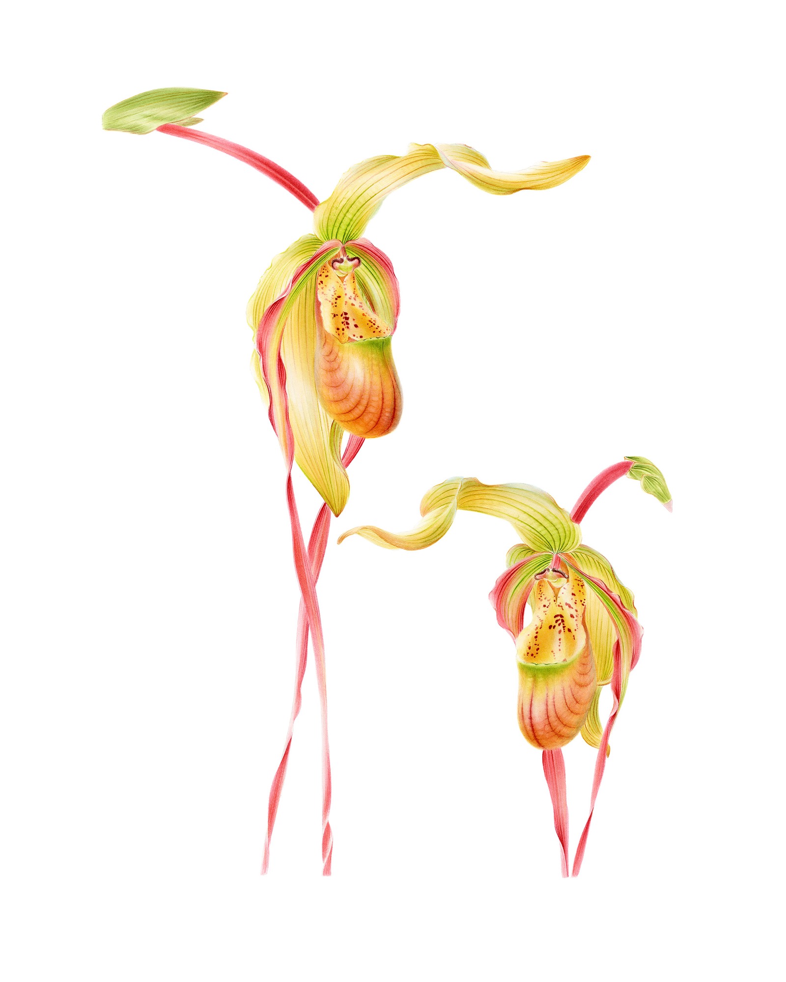 Orchid V
(Phragmipedium x Giganteum)