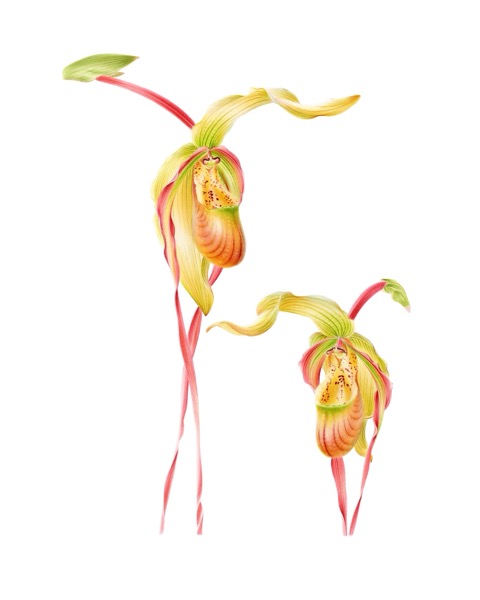 Orchid V
(Phragmipedium x Giganteum)