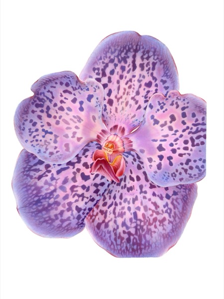 Orchid VIII
(Vanda x coerulea)