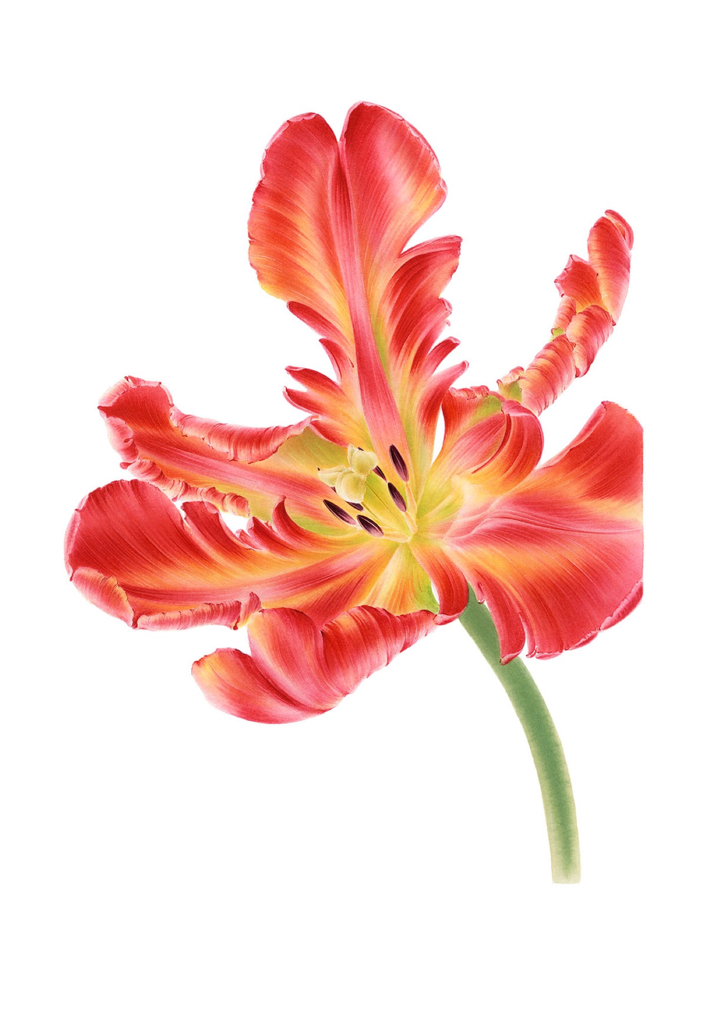 Tulip (Tulip x hybrida)