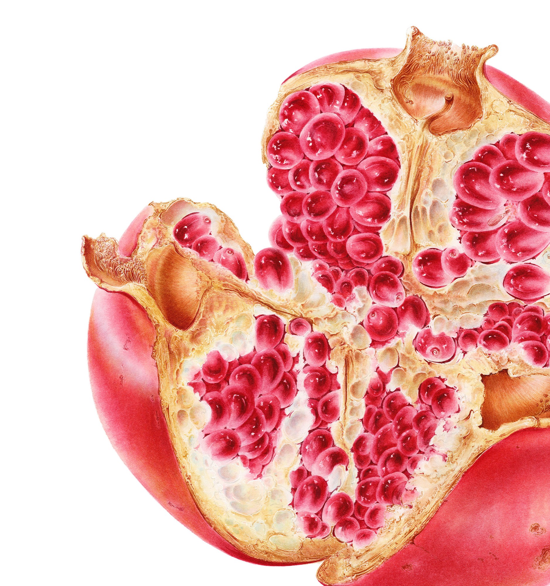 Pomegranate (Punica granatum)