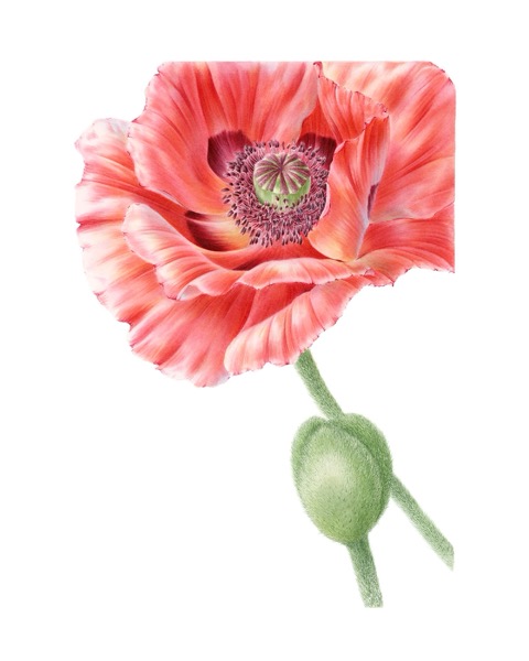 Poppy (Papaver x bracteatum)