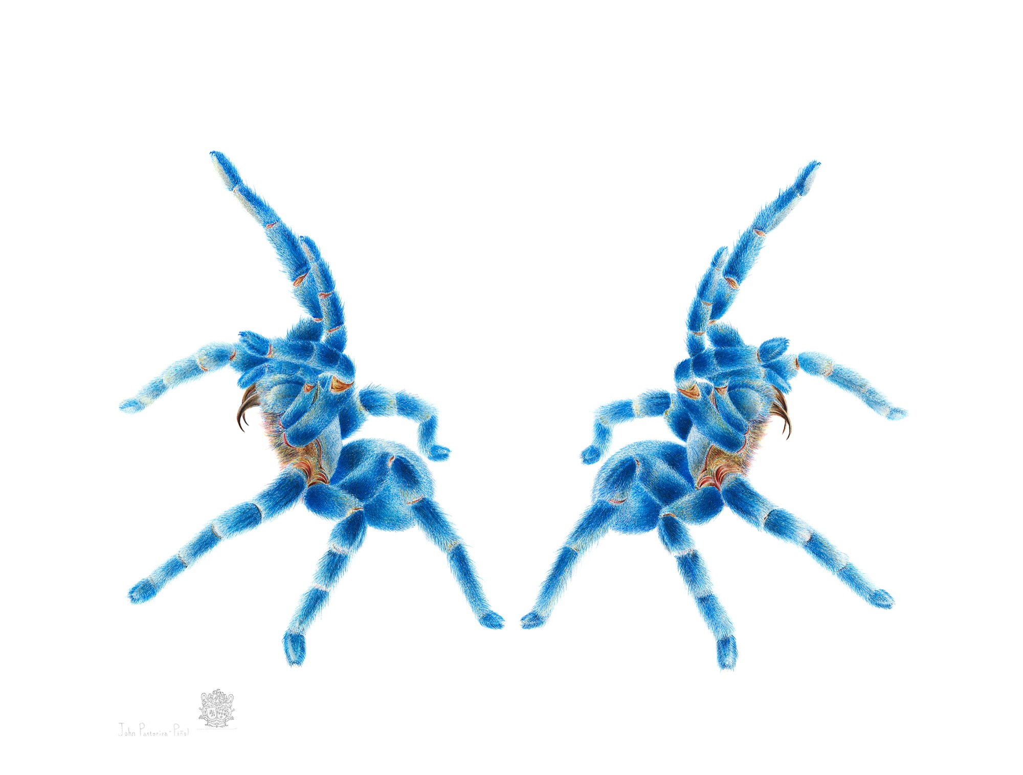 Hapopelma lividum (Cobalt Blue Tarantulas 'Kappa Darko')