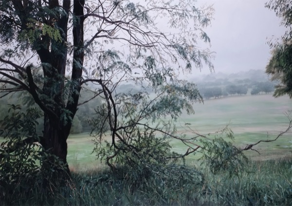 Wattles Bloom