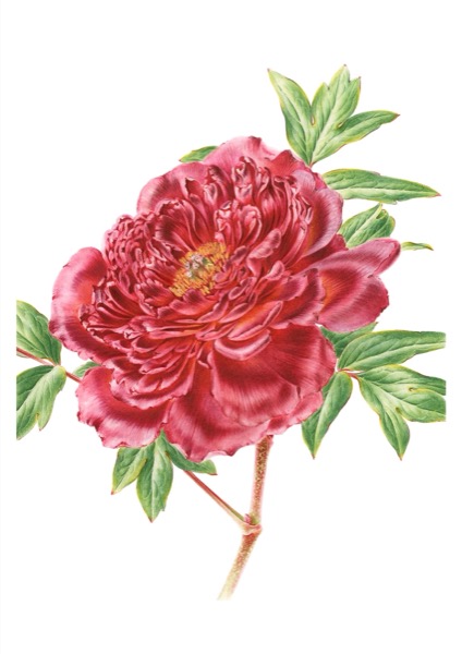 Paeonia suffruticosa (Wu Jin Yao Hui)