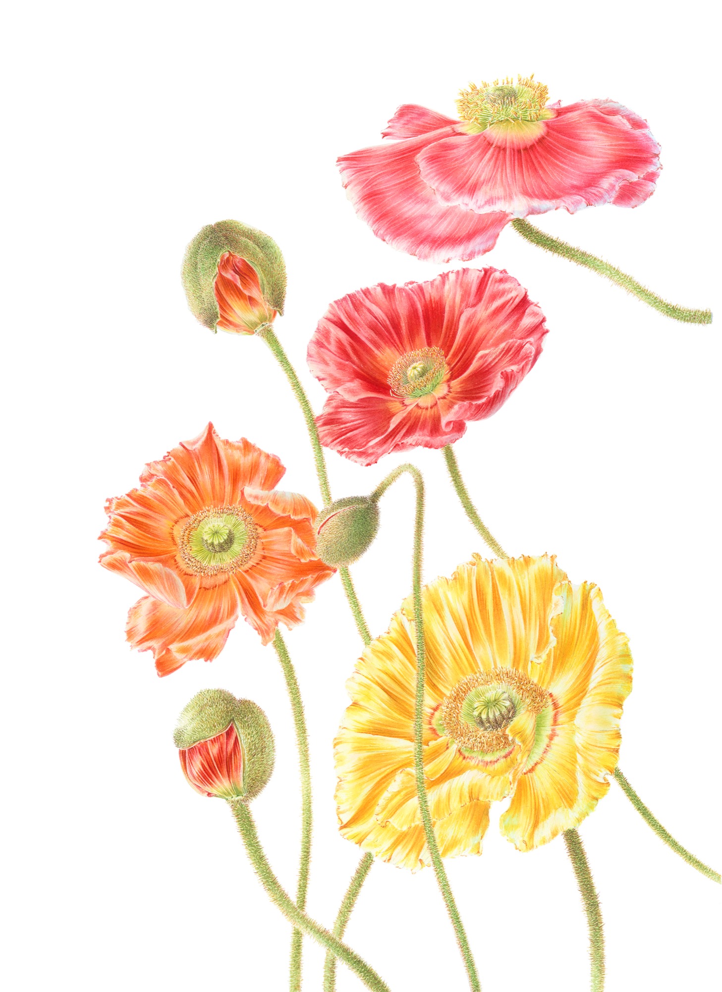 Papaver nudicaule (Iceland Poppies)