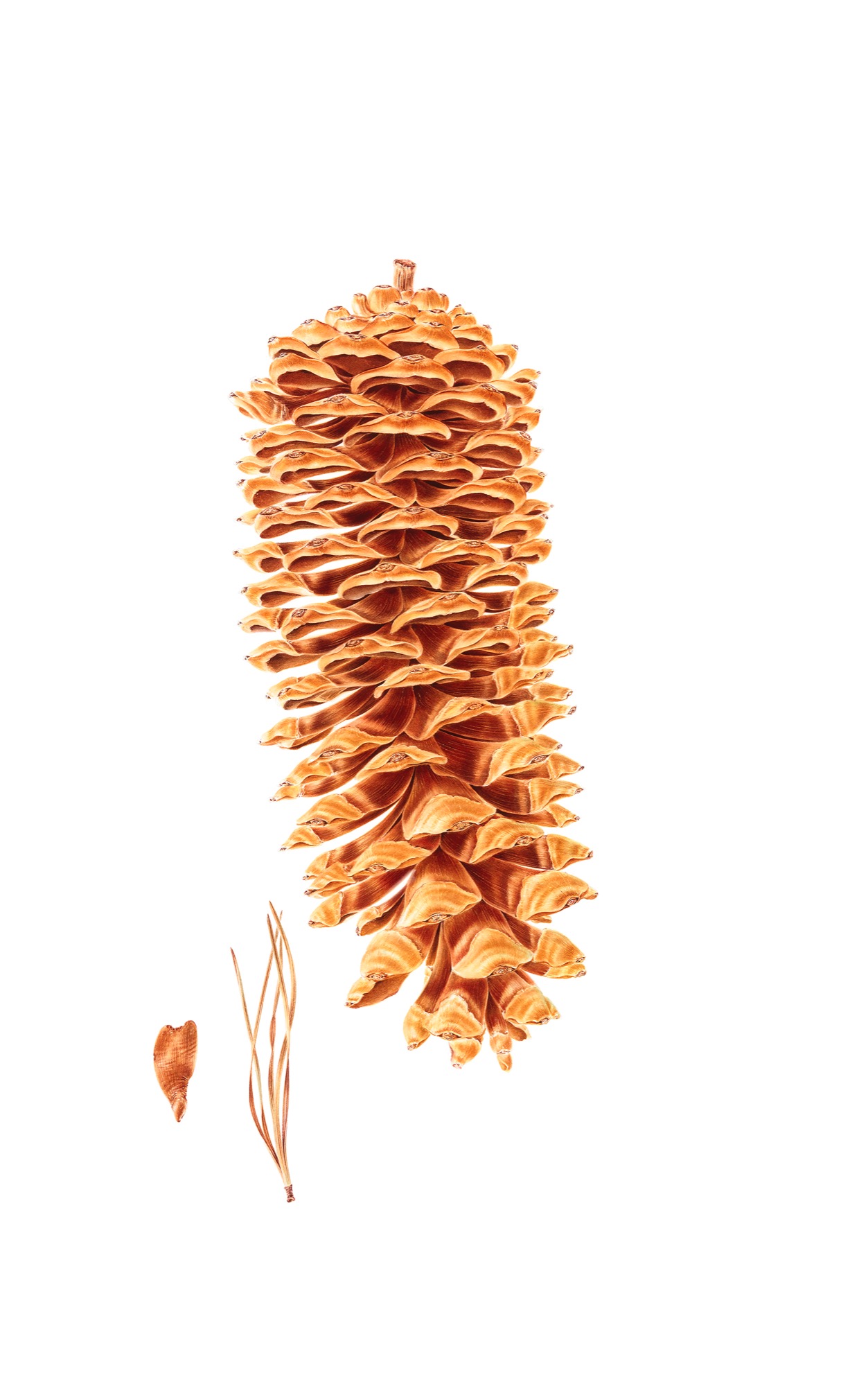 Pinus lambertiana (Sugar Pine cone)