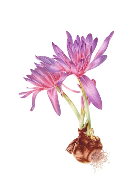 Colchicum speciosum (Waterlily)