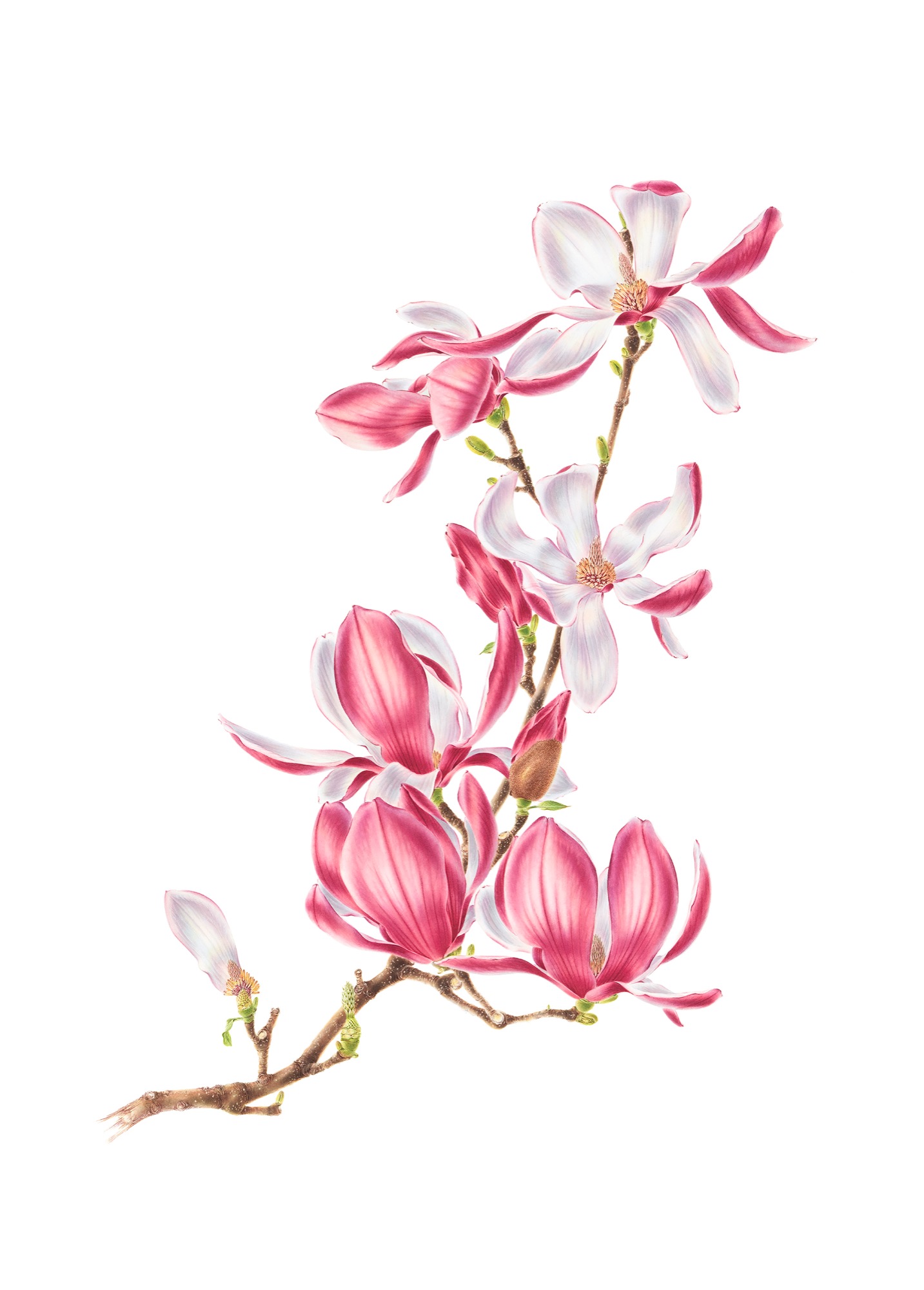 Magnolia soulangeana (Chinese magnolia)