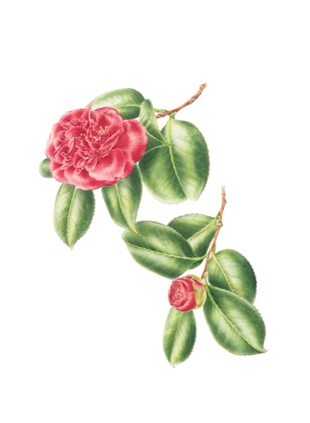 Camellia x japonica (Emperor of Russia)