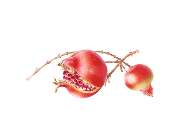 Punica granatum var. nana (Dwarf Pomegranates I)