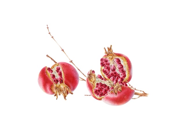 Punica granatum var. nana (Dwarf Pomegranates II)