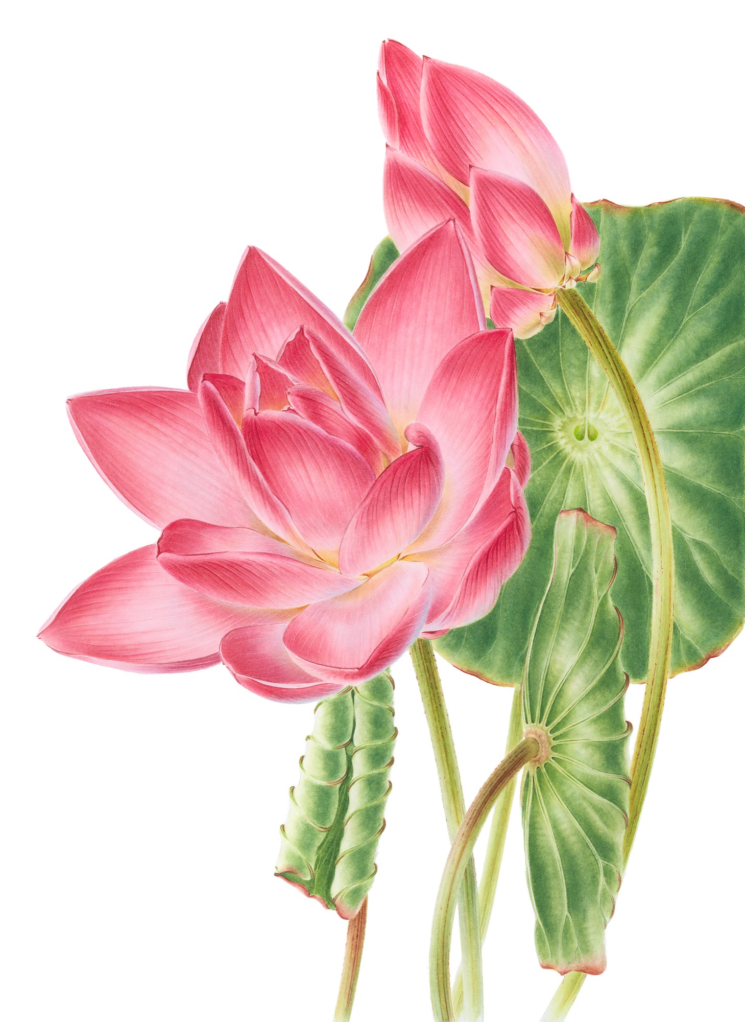 Nelumbo nucifera (Sacred Lotus)