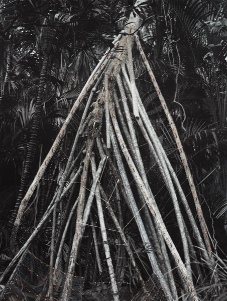 Dream Catcher - Lord Howe Island
