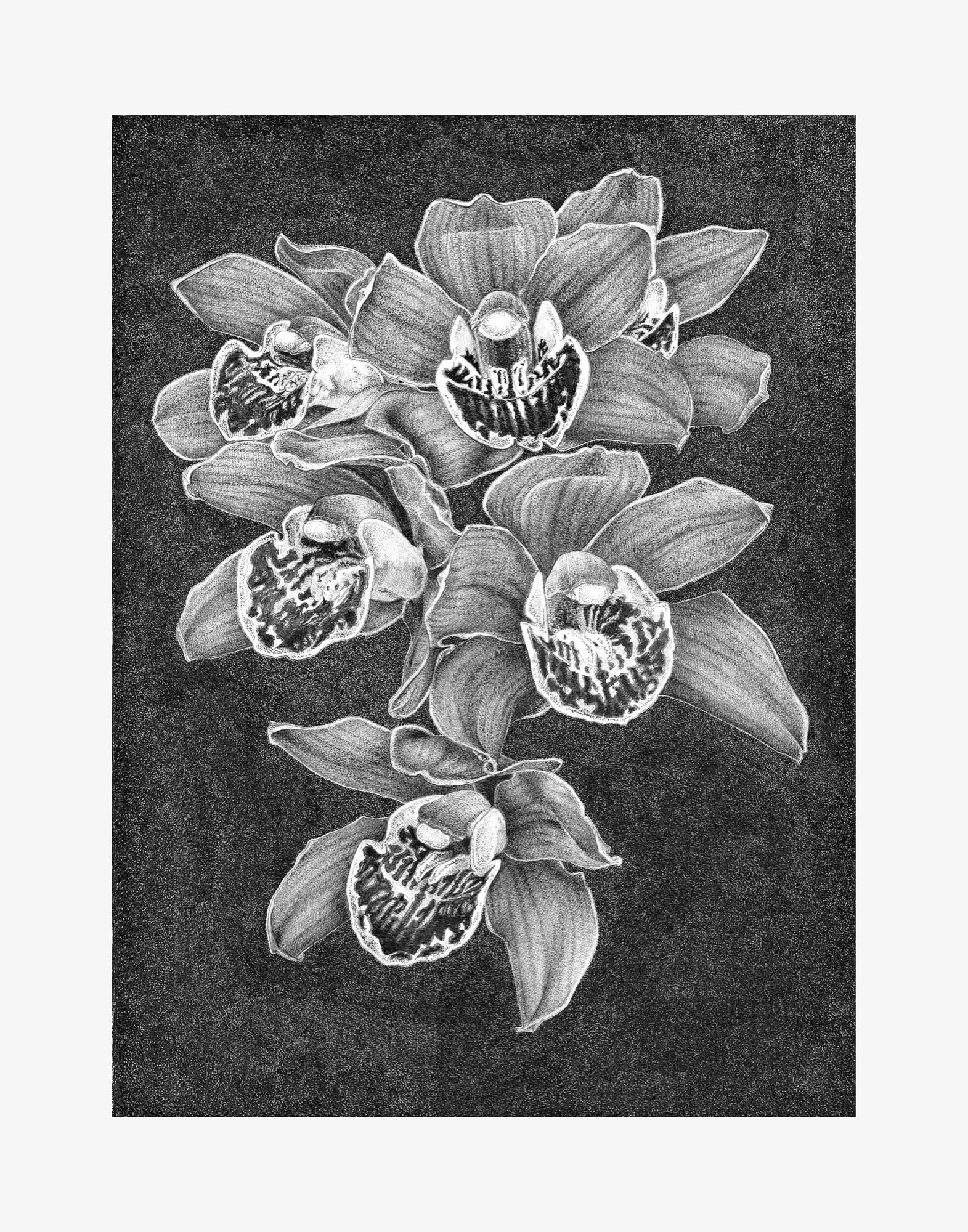 Cymbidium Orchid