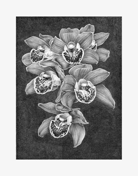Cymbidium Orchid