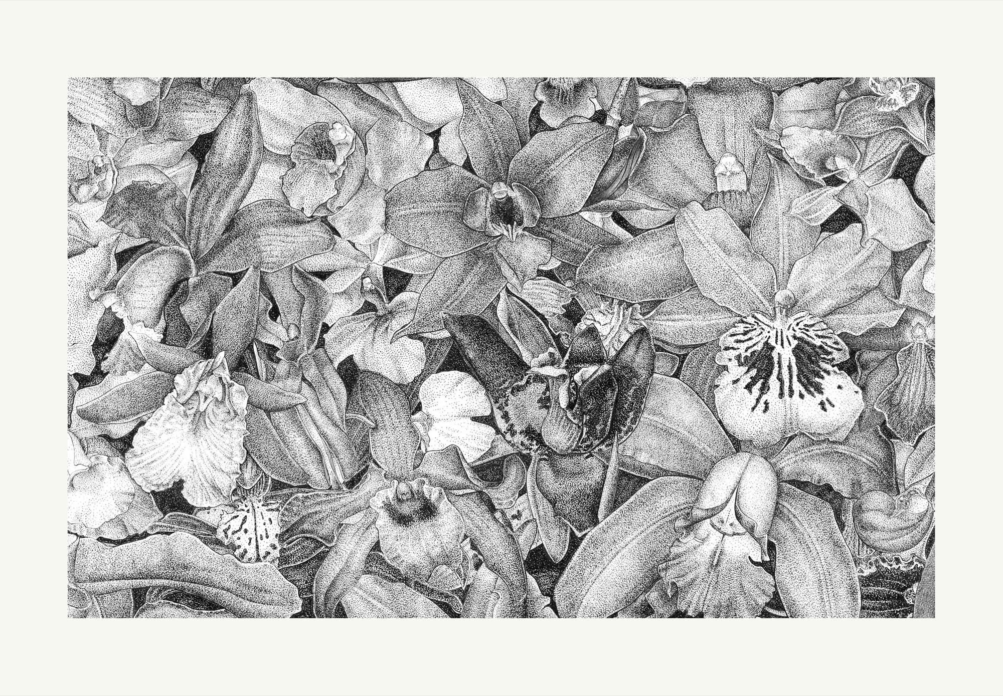 Orchid Medley