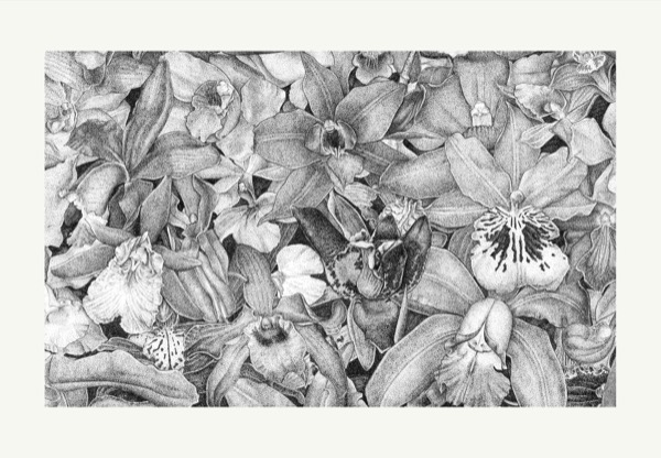 Orchid Medley